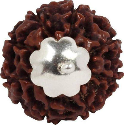 Original 7 Mukhi Rudraksha Bead with Silver Cap for Success and Career Growth